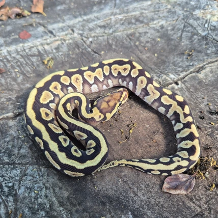 Ball Python Mojave Spotnose Yellow Belly Het Clown