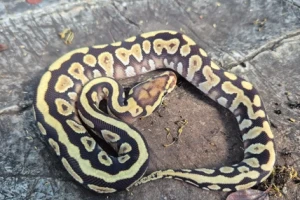 Mojave Spotnose Yellow Belly Het Clown