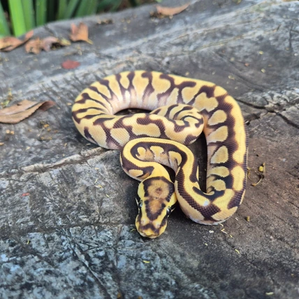 Ball Python Enchi Spotnose Yellow Belly Het Clown