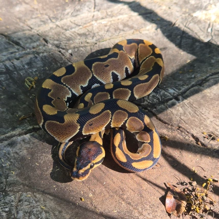 Ball Python Het Clown