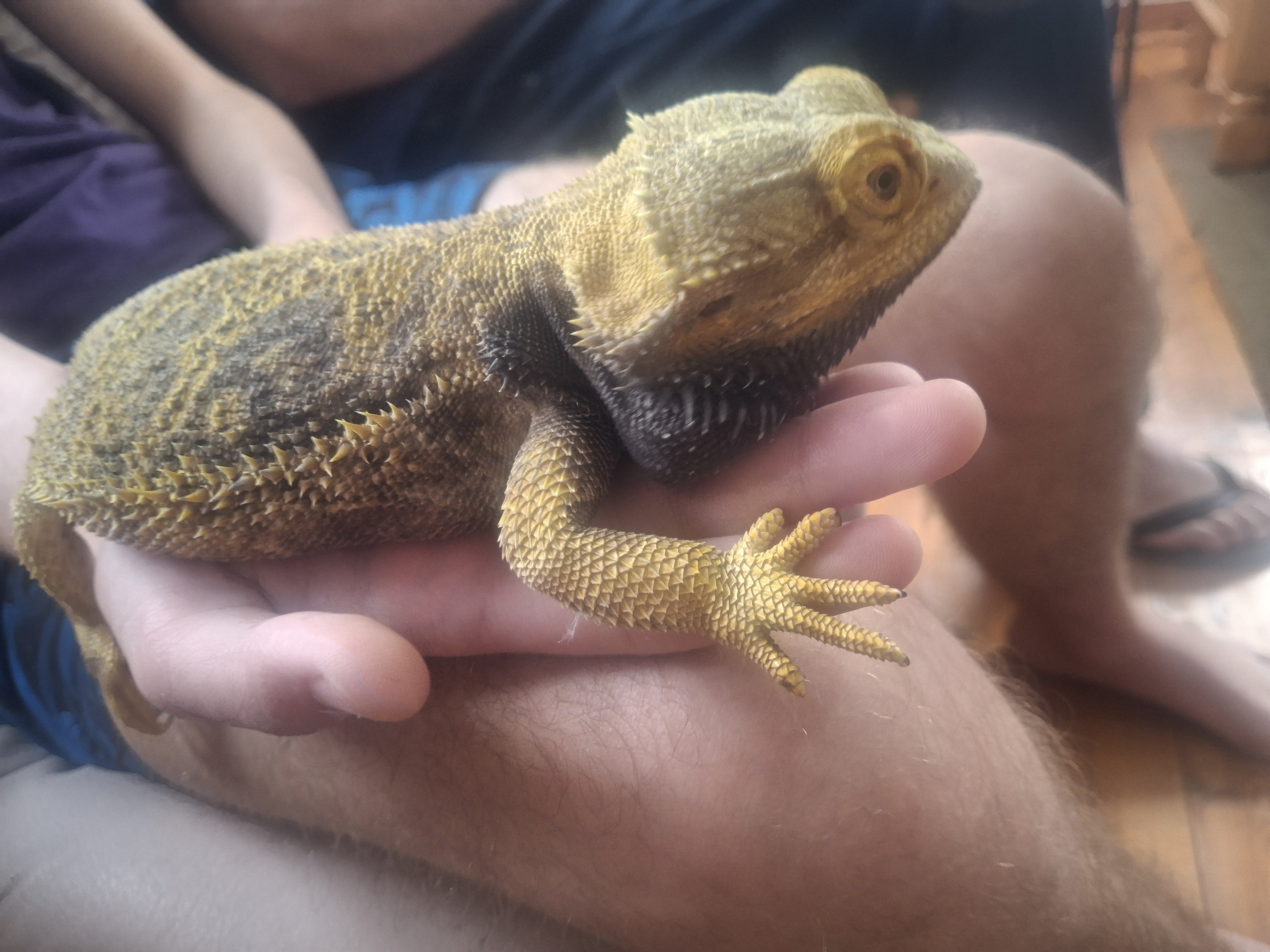 Bearded Dragon Spike