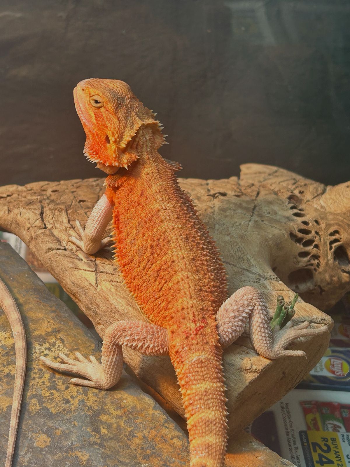 Bearded Dragon Female Red Hypo Trans Tiger Born Dec 2025