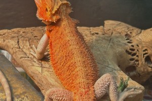 Female Red Hypo Trans Tiger Born Dec 2025