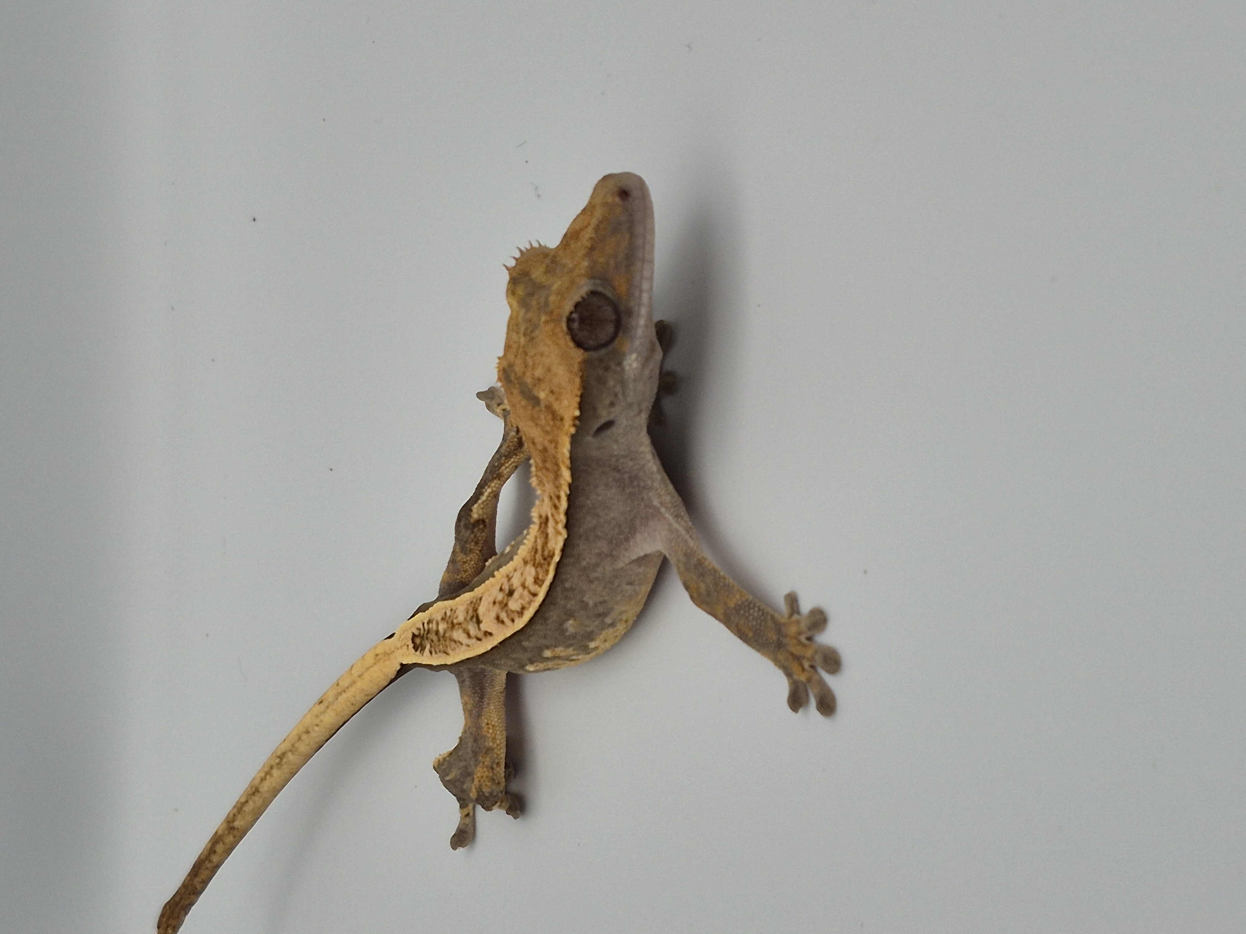 Sticky Toes and Critters photo 5