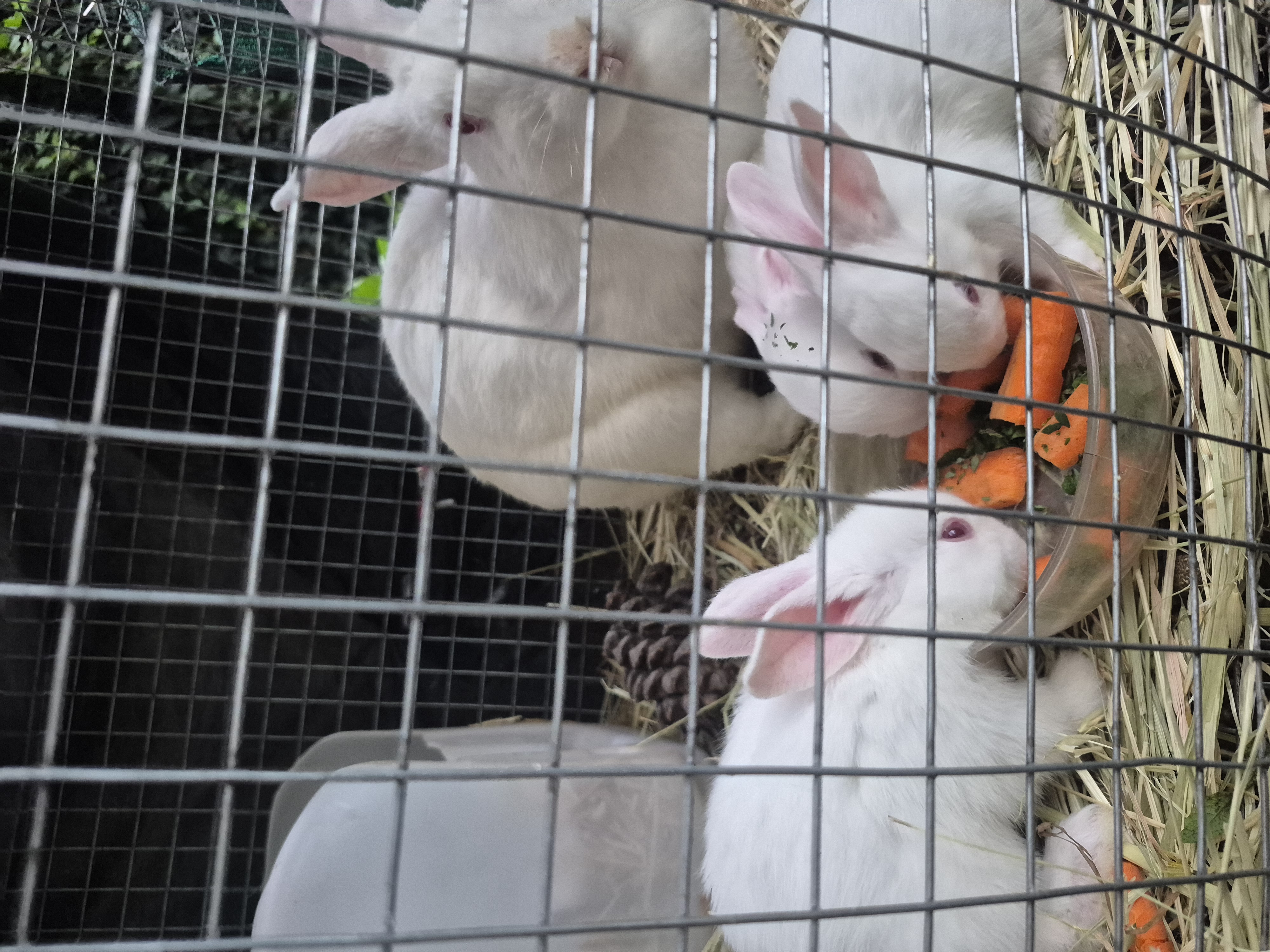 Jumping Wild Rabbitry photo 1