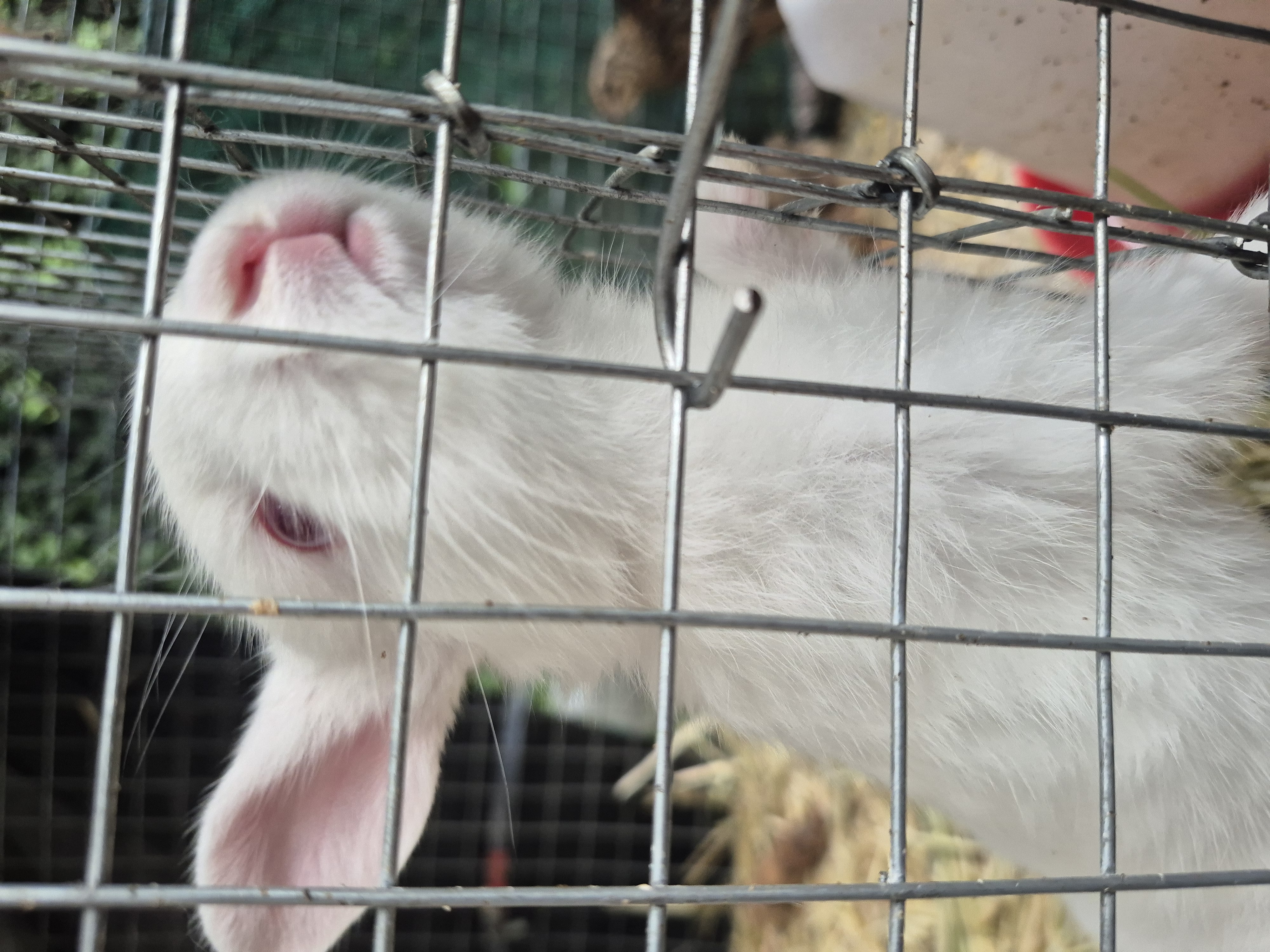 Jumping Wild Rabbitry photo 2