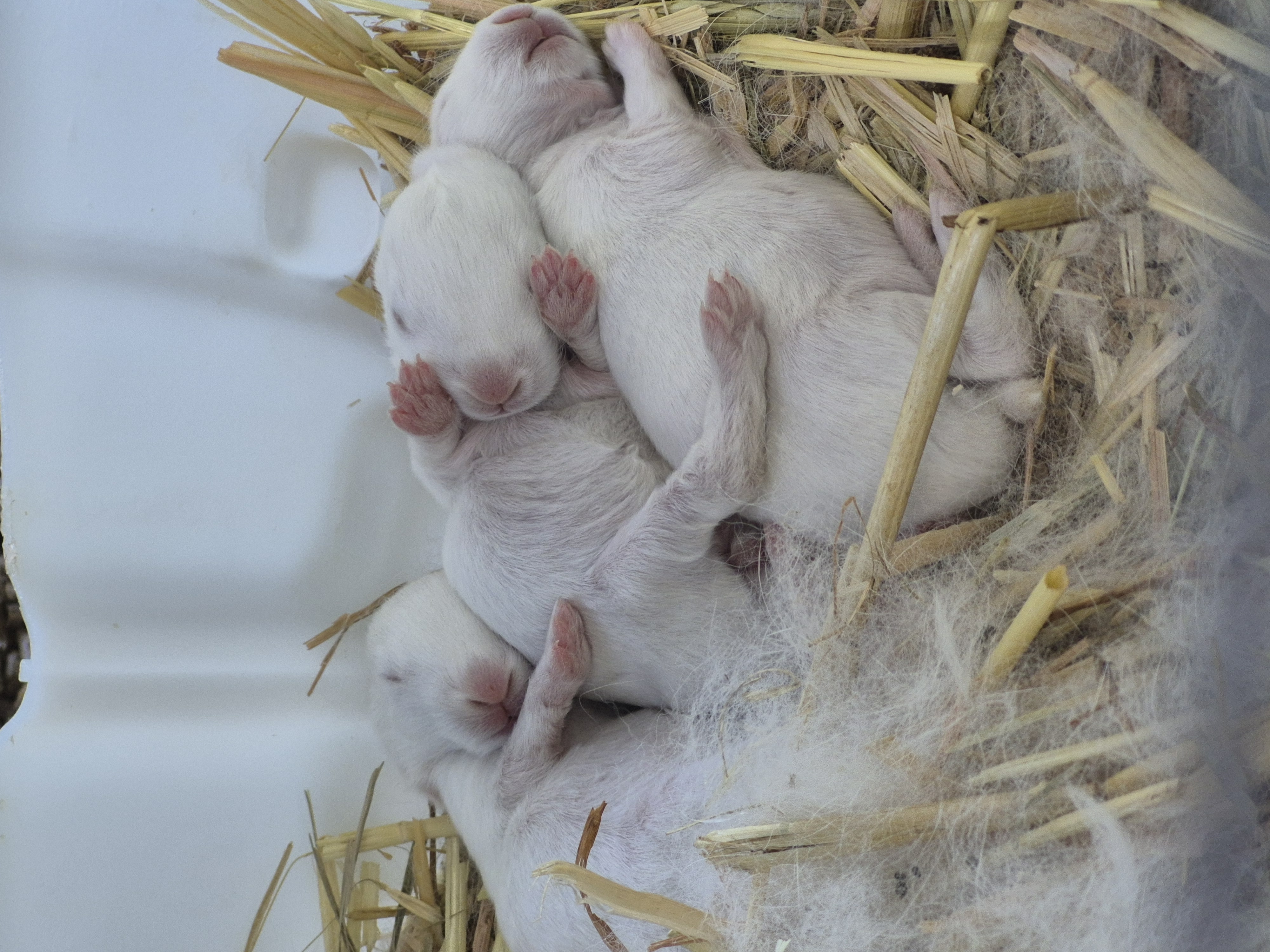 Jumping Wild Rabbitry photo 4