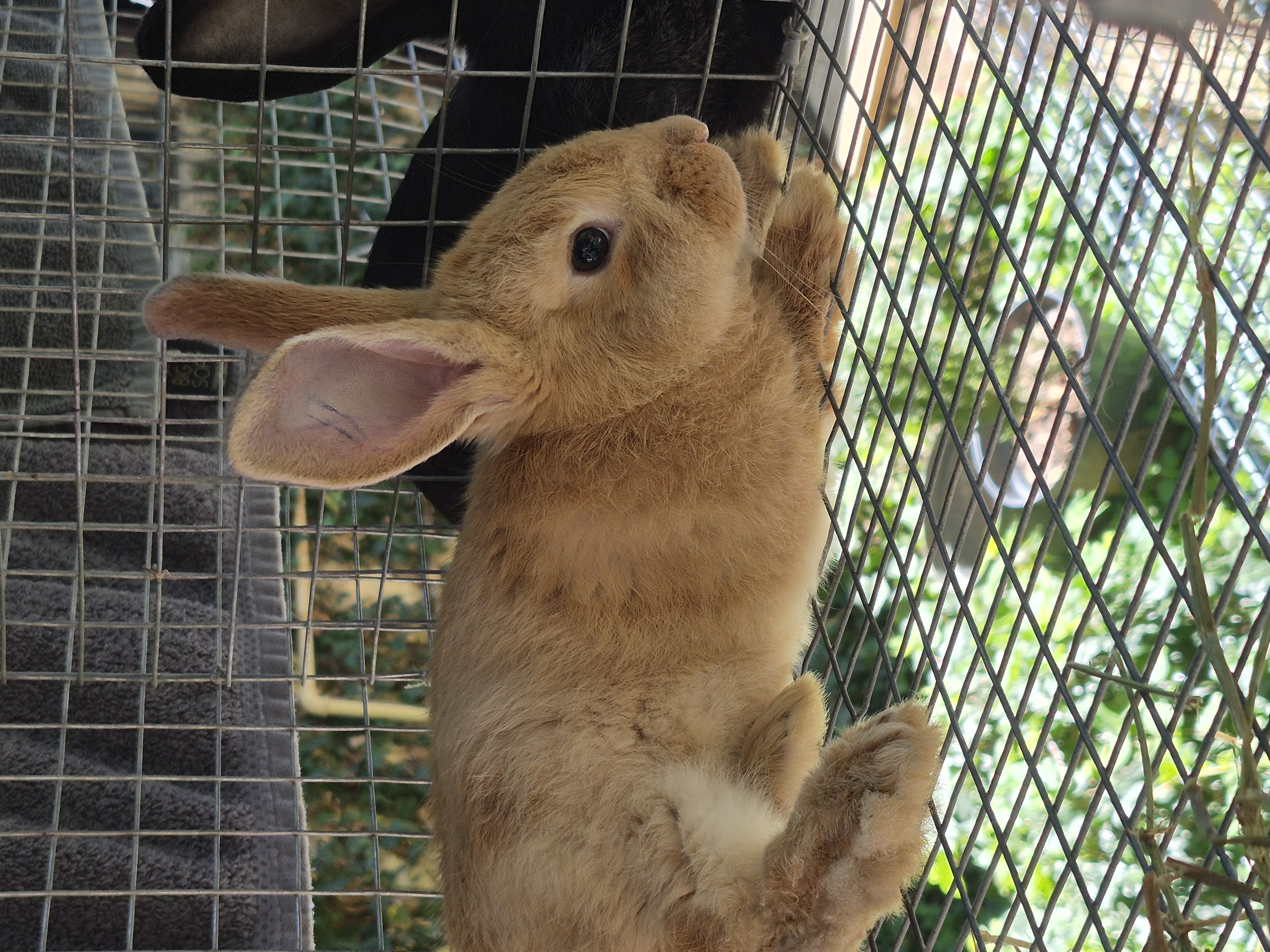 Jumping Wild Rabbitry photo 6