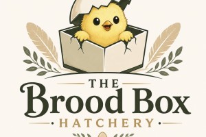 The Brood Box