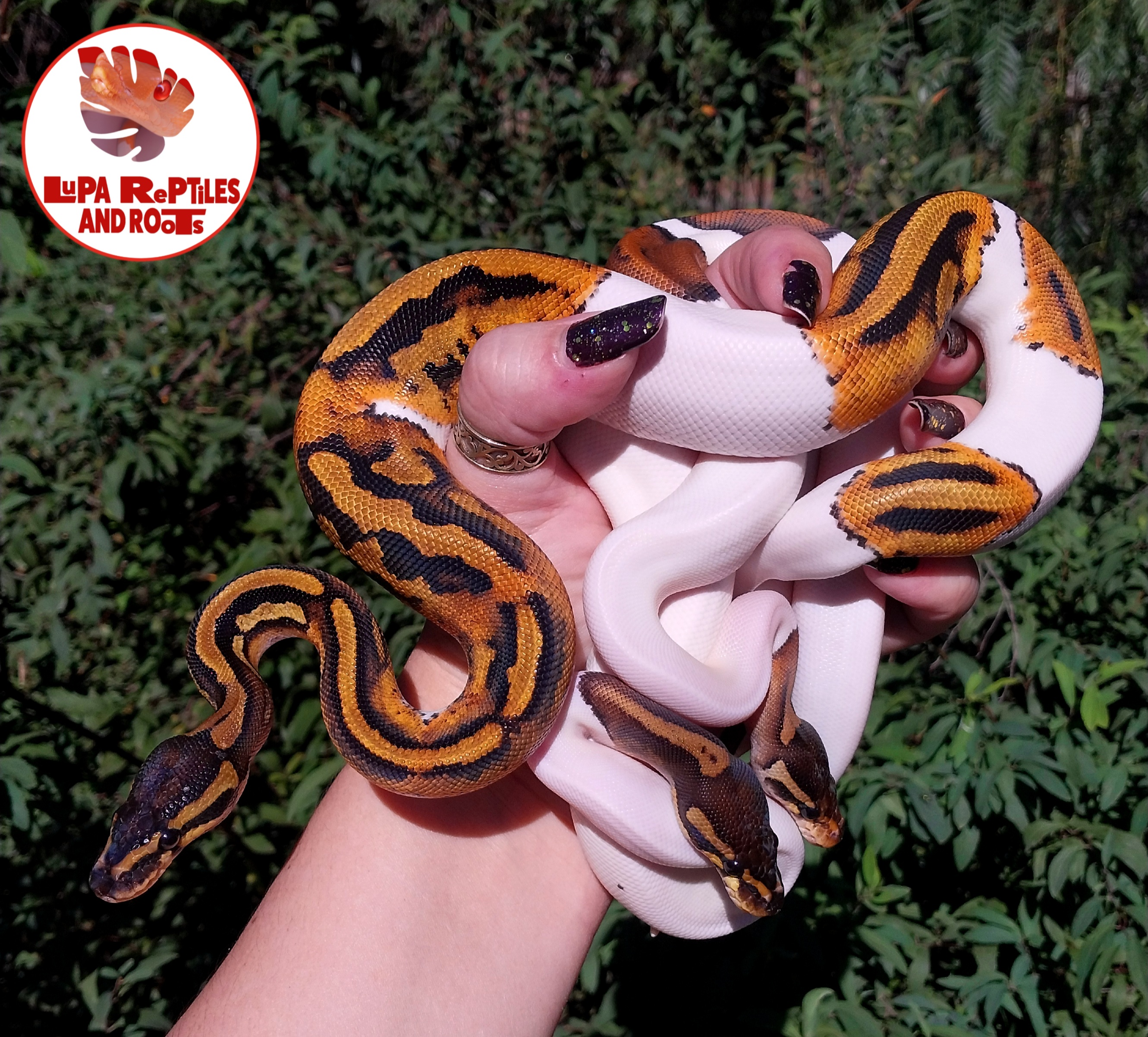 Lupa Reptiles and Roots photo 4