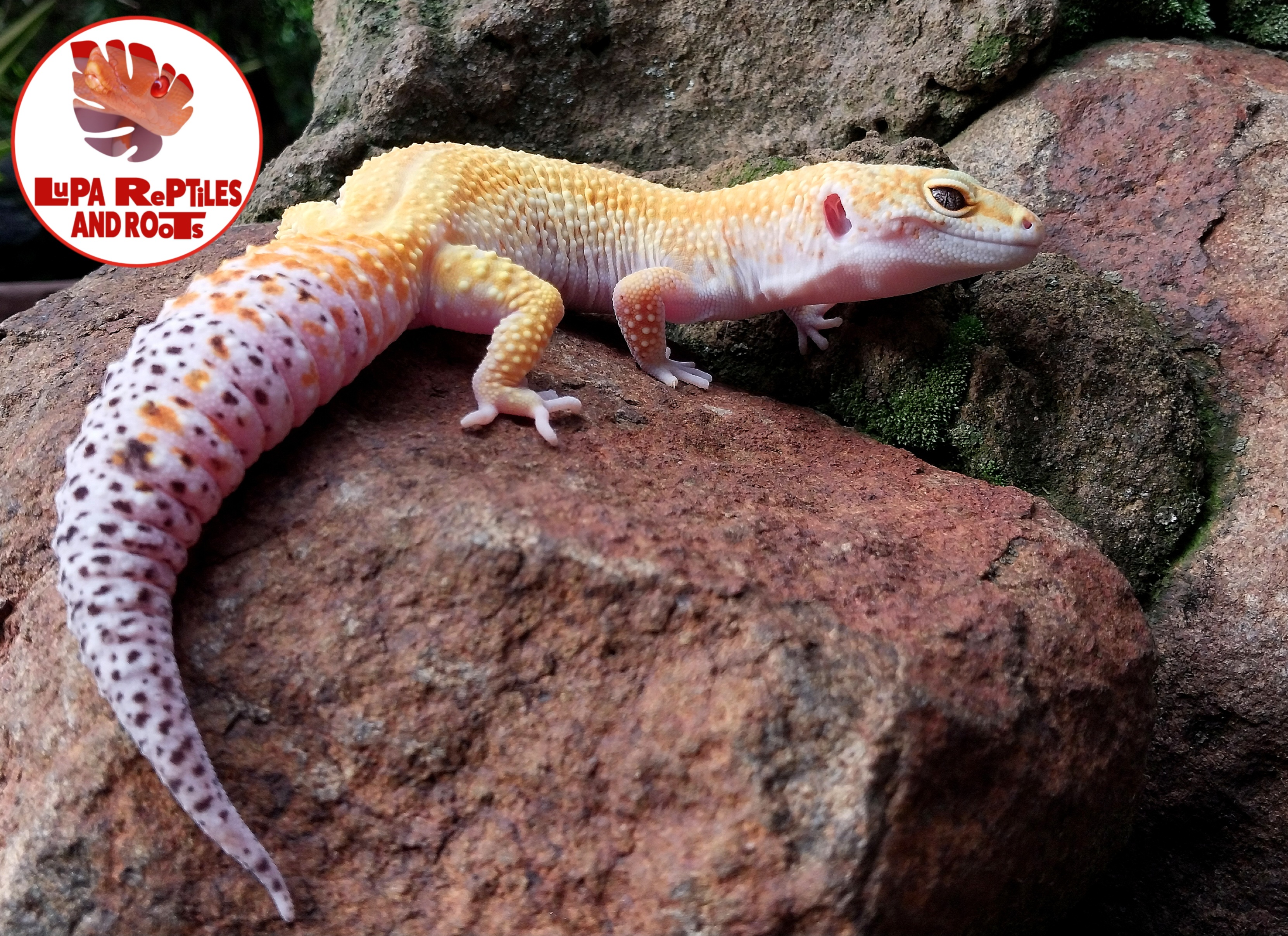 Lupa Reptiles and Roots photo 5