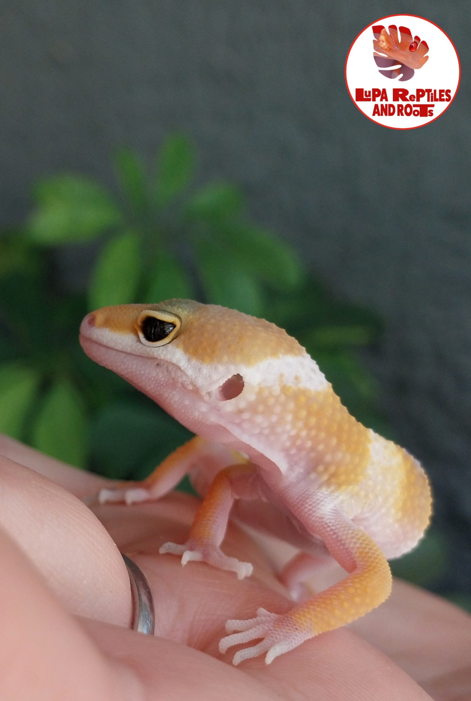 Lupa Reptiles and Roots photo 8