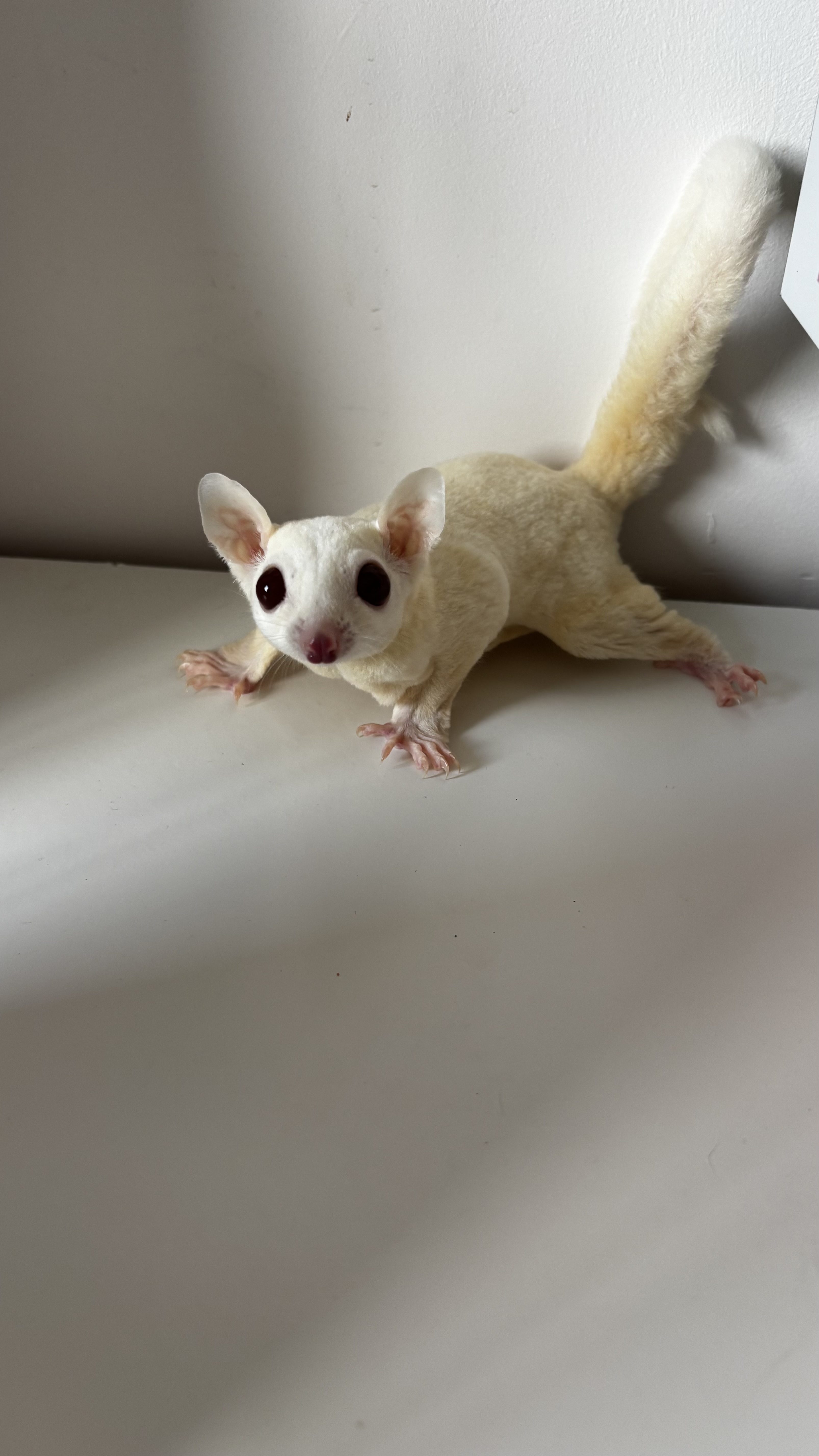 Sugar Glider Azula