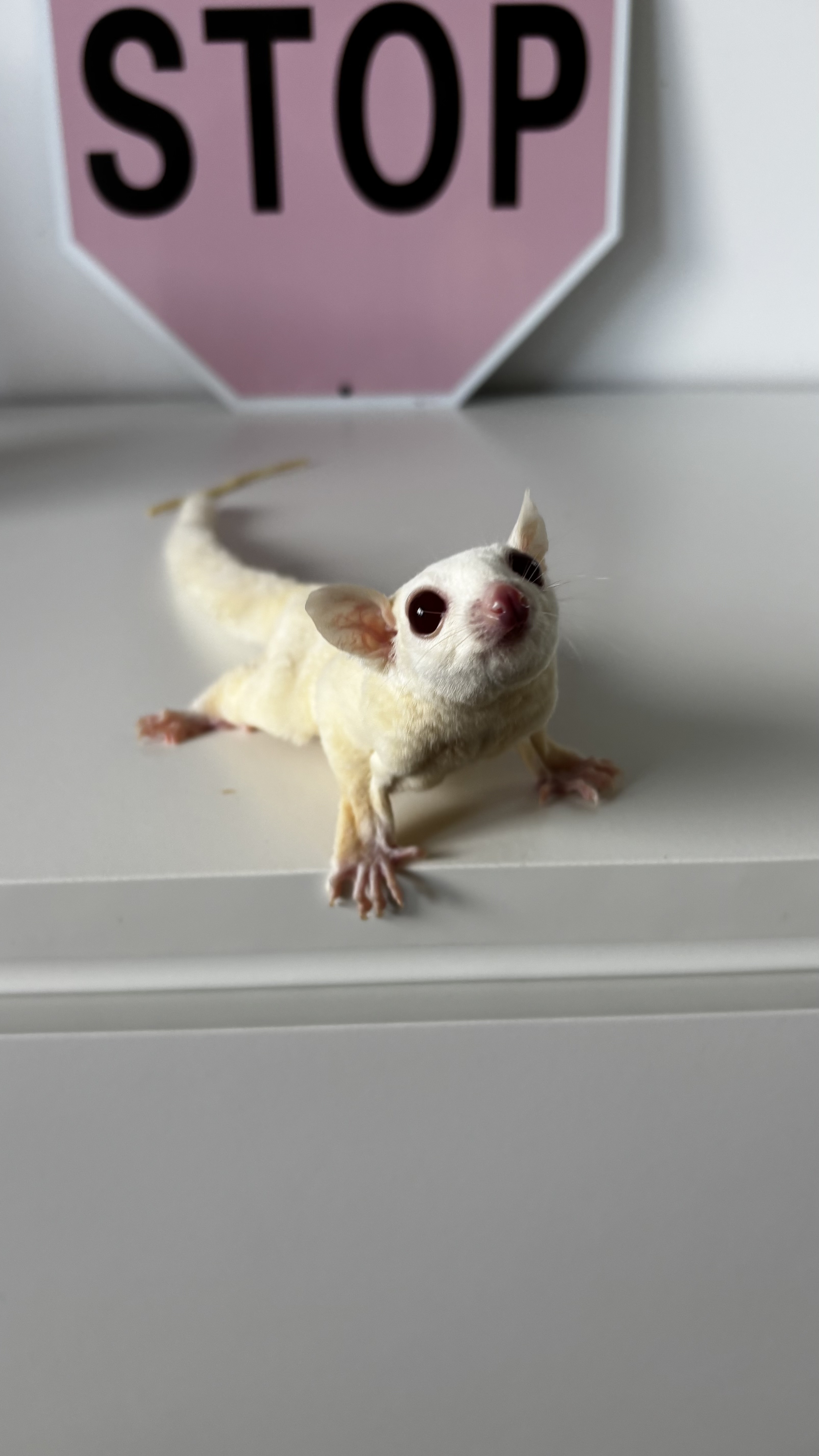 Sugar Glider Falena