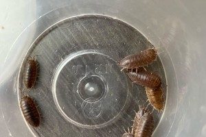 Porcellio Laevis Orange Valkyrie 5 Count